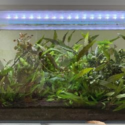 10 Gallon Freshwater Rimless Planted Tanks/Aquarium