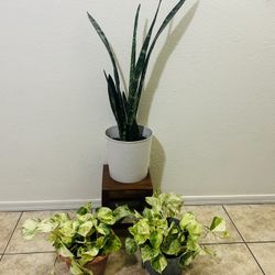 Plants For Sale 20 Each 