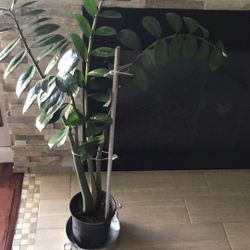 Zz Indoor Plant