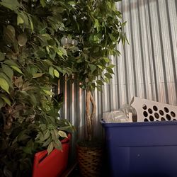 Silk Indoor Tree Plants