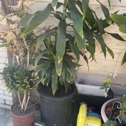 Plant