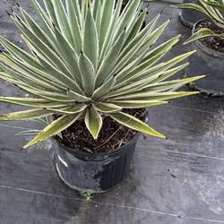 Caribbean Agave - 7gl