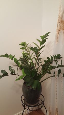 Zamioculcas Zamiifolia (ZZ Plant)