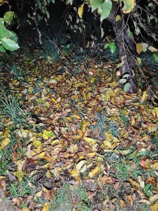 Trade Work For Man Toys .Hunting.Offroad.exc.