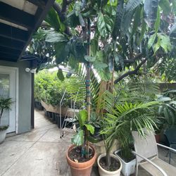 Fig tree
