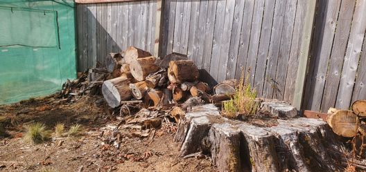 Free cedar fire wood