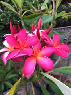 Plumeria Kaneohe Sunburst