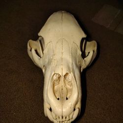 Black Bear Skull 