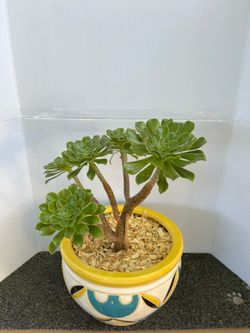Live plant decoration Aeonium arboreum