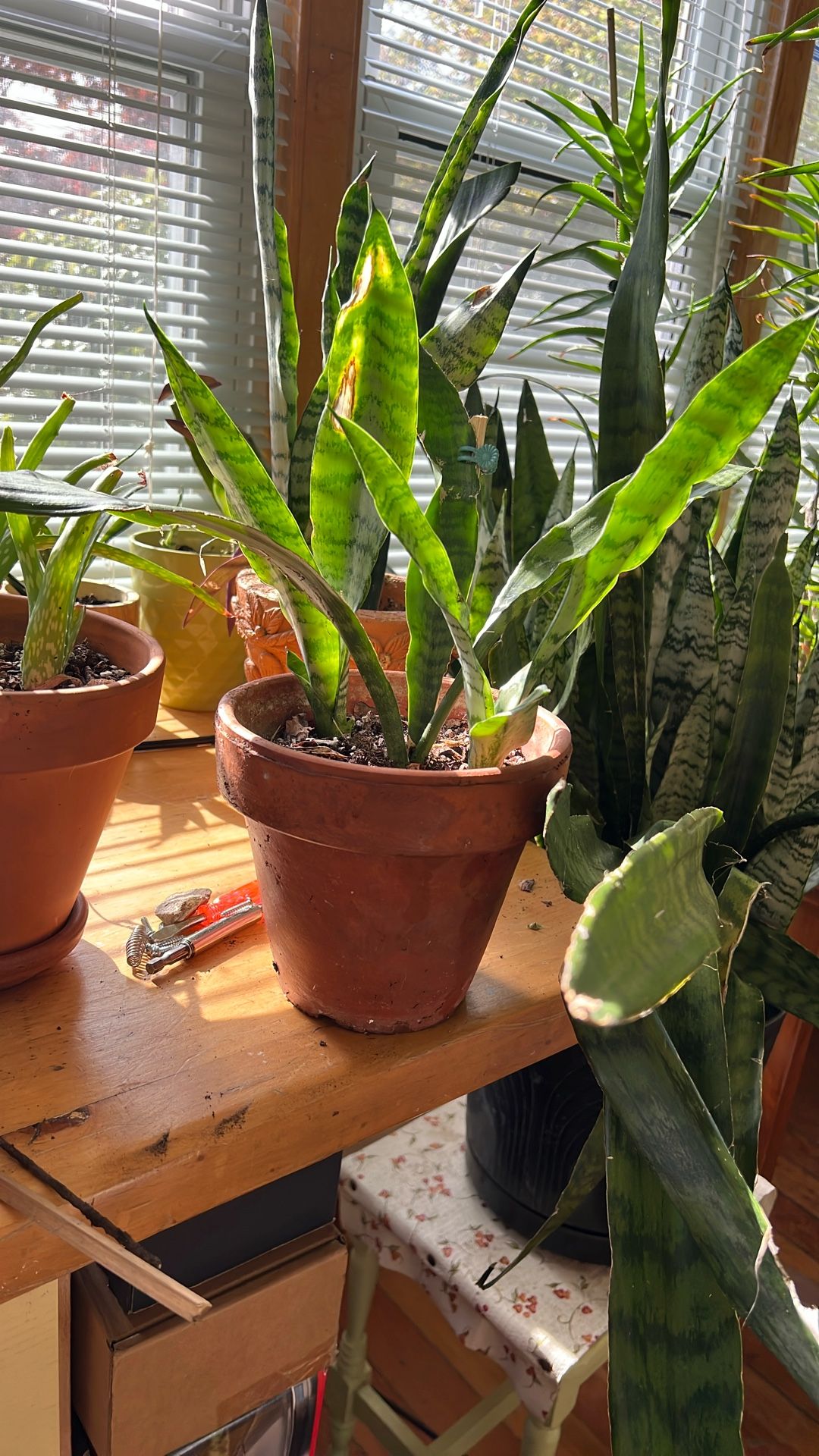 Snake Plant 