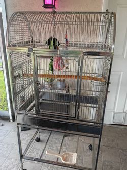 Parrot / birdcage