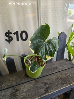 Alocasia " Mickey mouse" plant