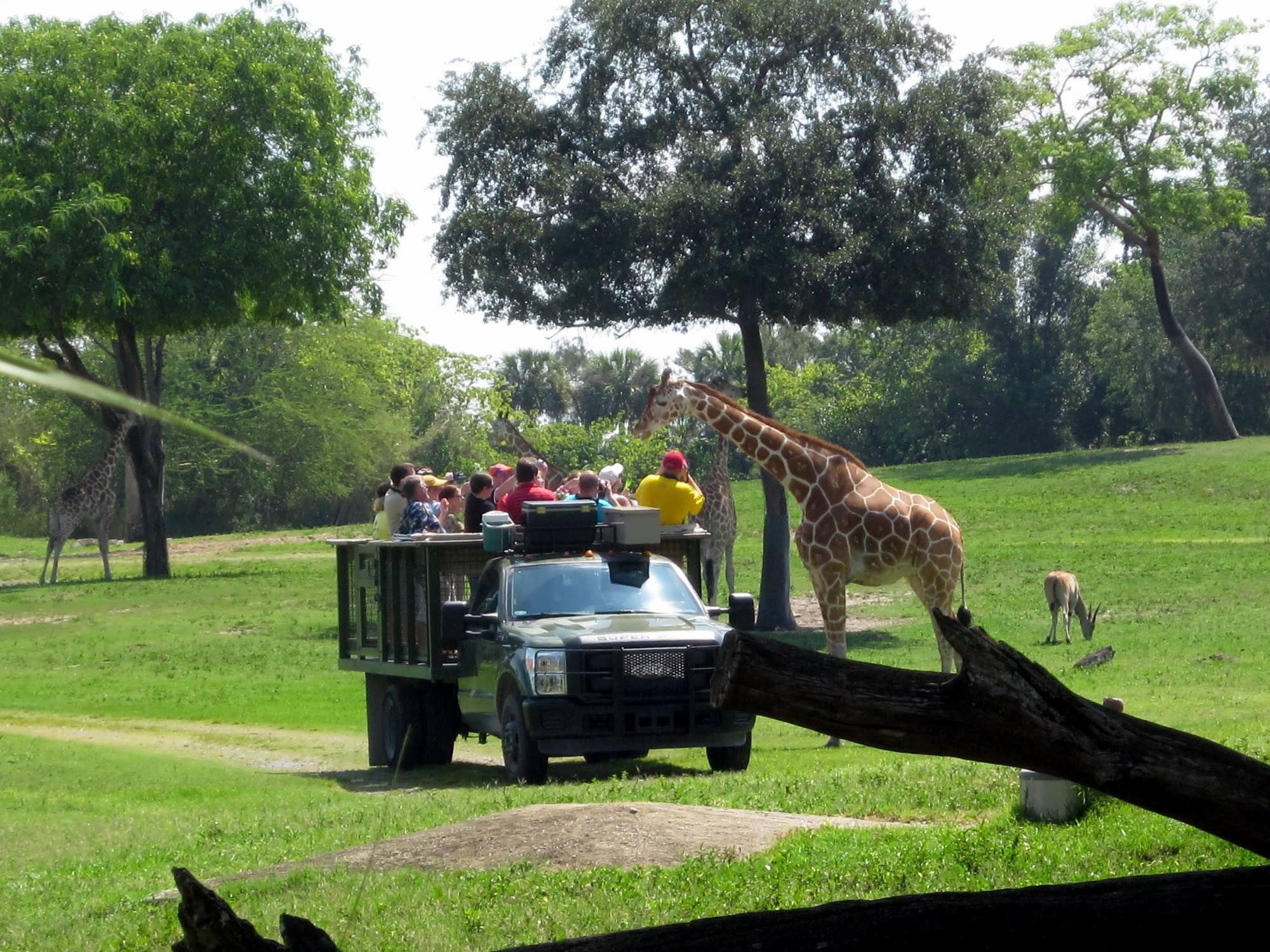 Parque Tematico De Busch Gardens 