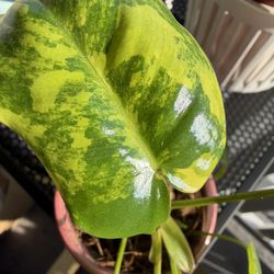 Rooted Philodendron Burle Marx