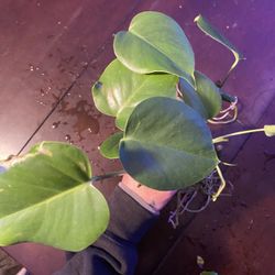 Monsters Deliciosa cuttings