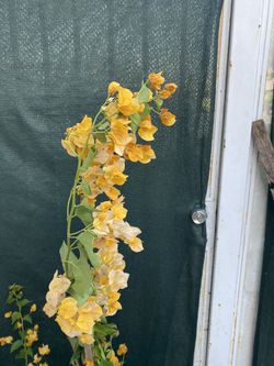 Bougainvillea, Veranera, Camellina Blooming Yellow Flowers , Is In 5 Gallóns Pot Pick Up Only