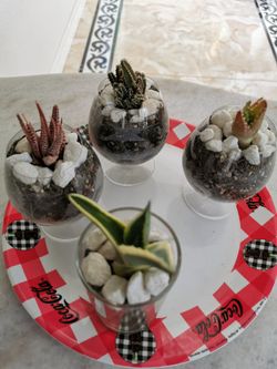 rare succulent cucas collection in glasses