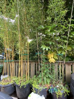 Bamboo In Pots