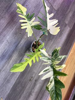 Philodendron Florida Beauty x Mayoi variegated 4 Mature Leaves Plant for  Sale in Garden Grove, CA - OfferUp