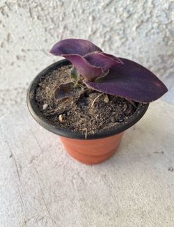 3 Inch Pot Succulent Plant - Rare Tradescantia Pallida - Purple Heart Wandering Dude - Rooted & Established - Drought Resistant 🪴