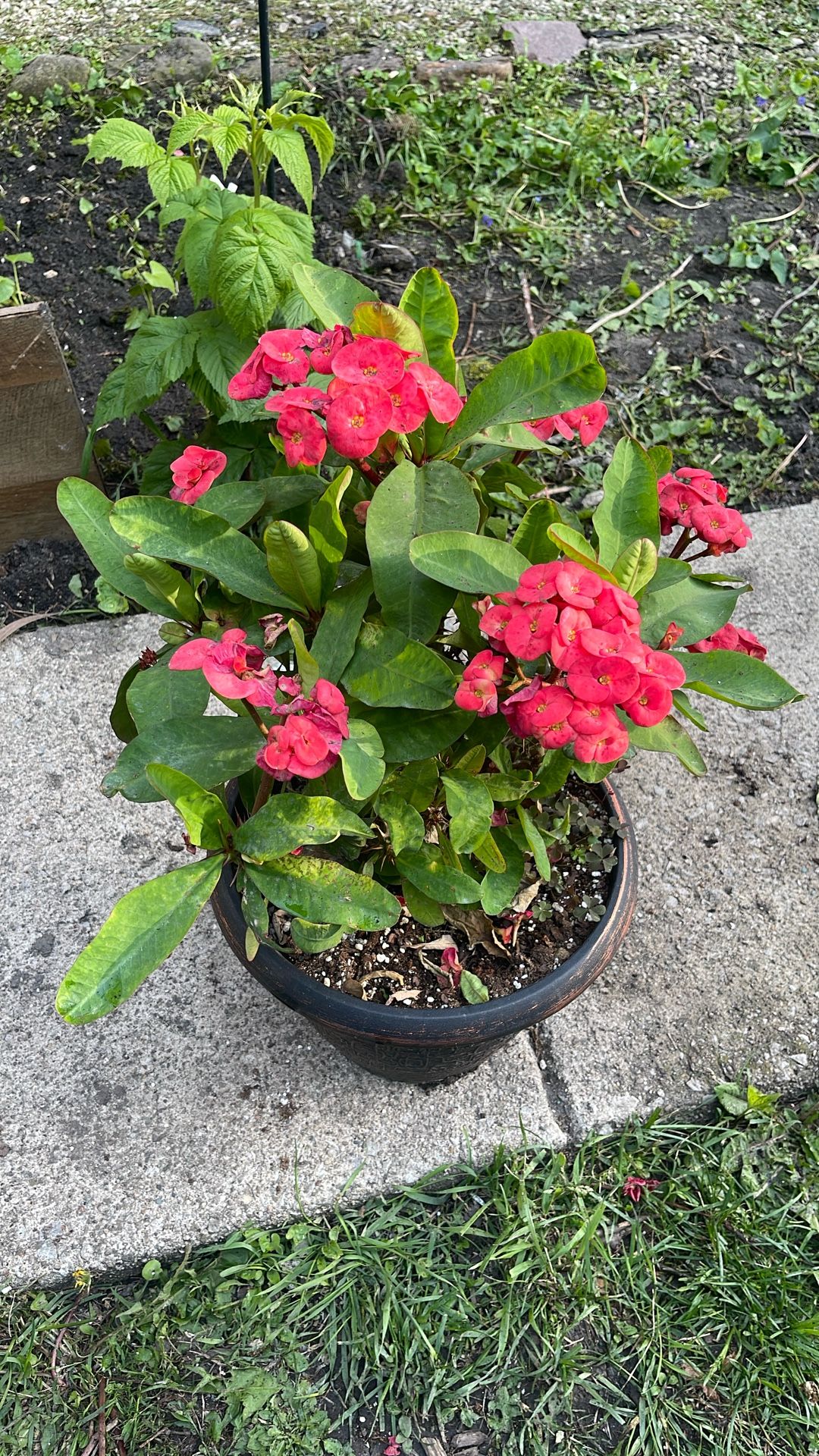 Corona De Cristo Flor Grande