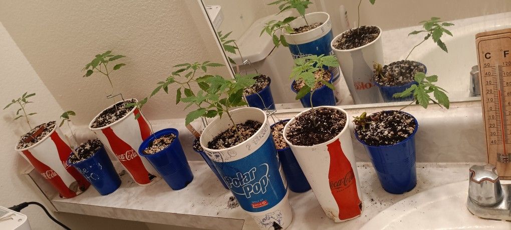 Grow Set Up