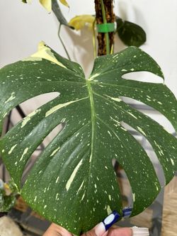 Monstera Thai Constellation
