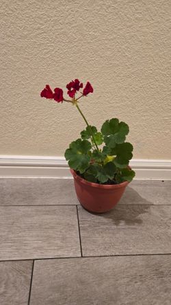 potted plant