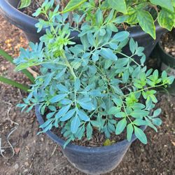 Ruda/Ruta plantas organicas