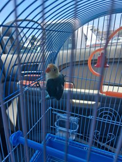 Bird cage and more