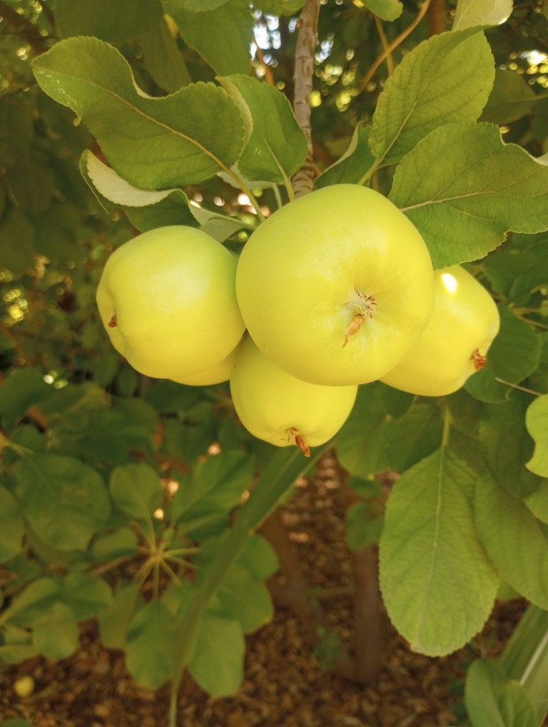 FRESH ORGANIC GREEN APPLE FROM MY FARM