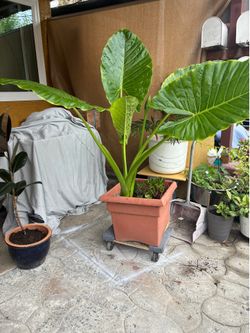 BEAUTIFUL ALOCASIA CALIDORA NICE PLANT INCLUDING + SUCCULENTS PLANTS 55” tall