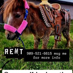 Mini Horse Pony Saddle Leather 