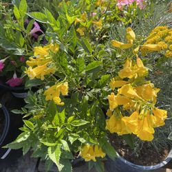 Tacoma Yellow Bells