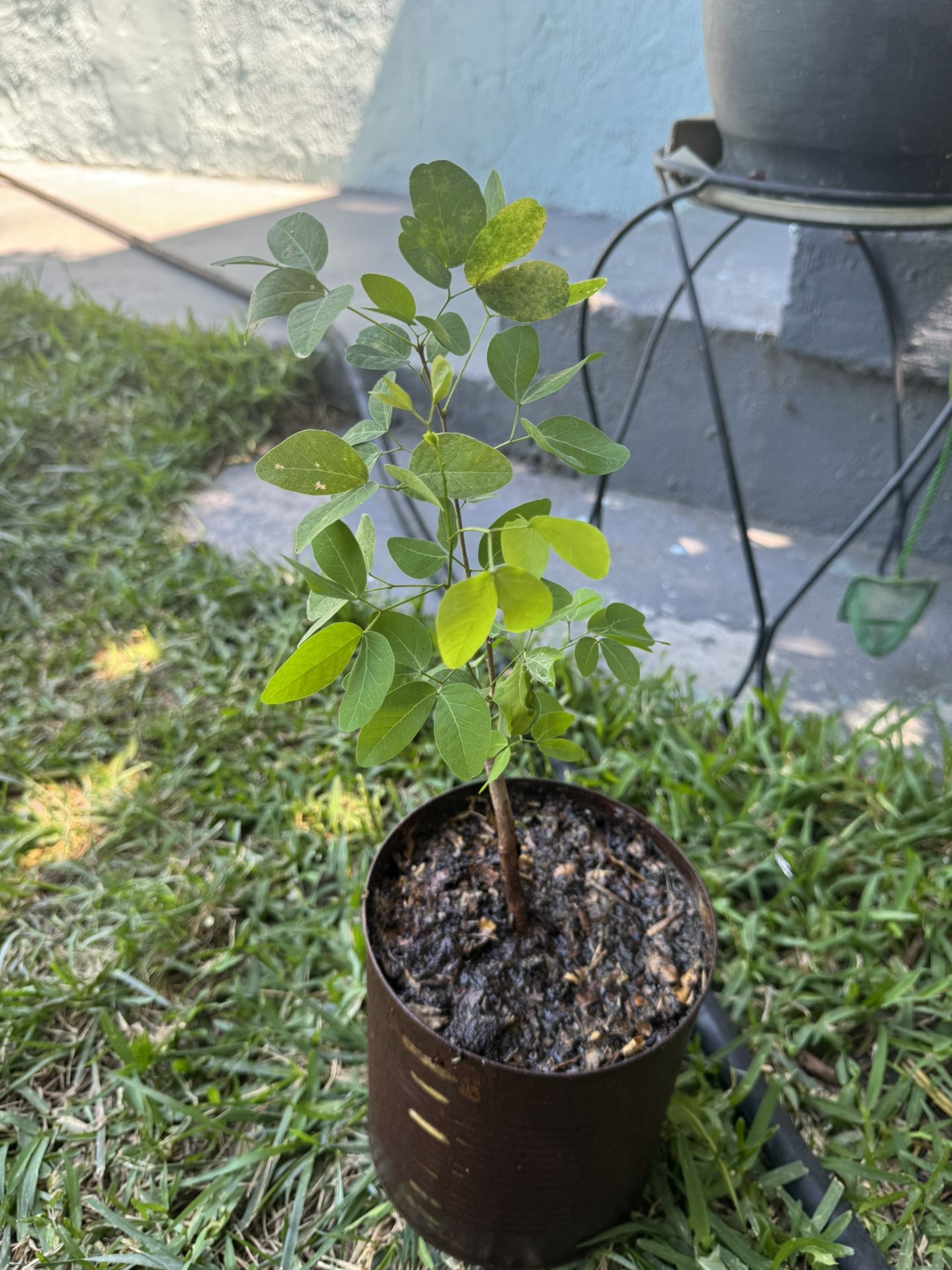 arbolito de Guamuchil