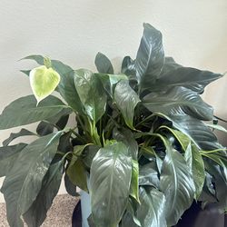 Latge Size Flowering Peace Lilly With Large Ceramic Pot