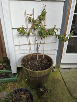 Star Jasmine In 16" Wood Barrel