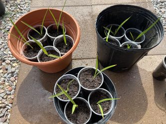 California Fan Palms