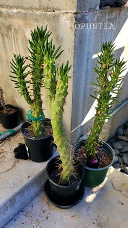 Cactus - healthy and ready to be rehomed