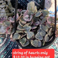 STRING OF HEARTS VARIEGATED IN HANGING POT $10