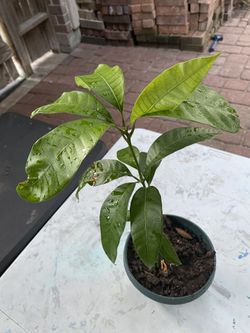 Mango