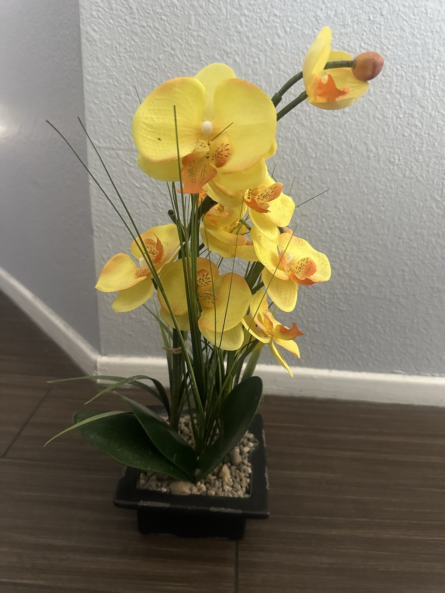 Orchid Plant