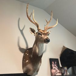 Axis deer