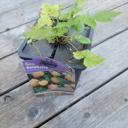 Yellow Rasberry Plant 