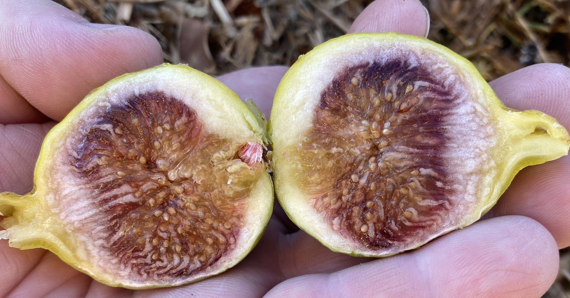 FIG CONADRIA