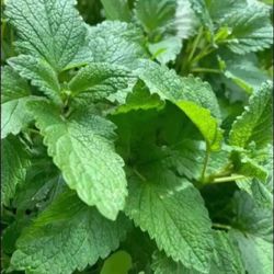 LEMON BALM - Yearly Returning Outdoor/Indoor Herb