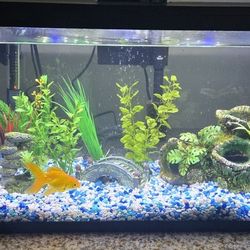 Goldfish And 10 Gallon Tank