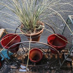 Big Big Plant Yard Sale Today !!!! Open Till 7pm !!!!!!