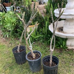 Established  Plumeria Plants Appr  4 Ft Tall In Pots Easy To Pick Up / Move 
