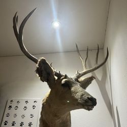 Deer Head